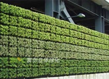 植物墻是什么？