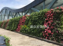 為什么植物墻越來越受歡迎？