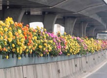 高架橋綠化存在哪些問題？