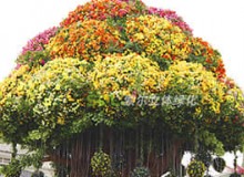 立體花壇建設有哪些特點？