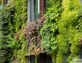 干貨分享：垂直綠化如何持續保持景觀狀態？