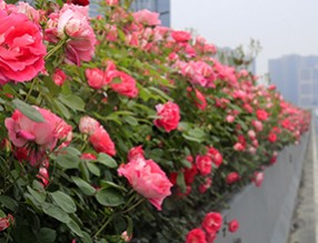 人間四月天，杭城“空中花廊”如約而至，一路繁花相伴！