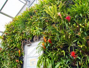 鳳梨花開，滿墻斑斕