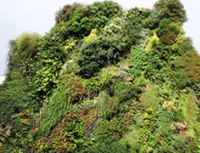 這一面垂直花園，成了城市中的綠洲