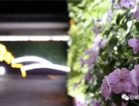 我市首例“墻上花園”亮相叢臺公園