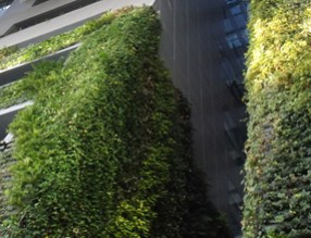 立體綠化，助力實現“碳中和”