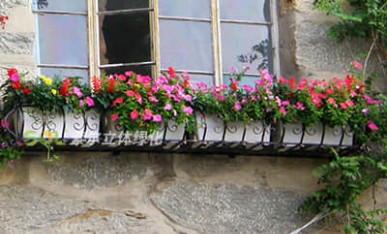 植物園辦公樓窗臺綠化案例