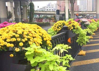 護(hù)欄綠化解決方案