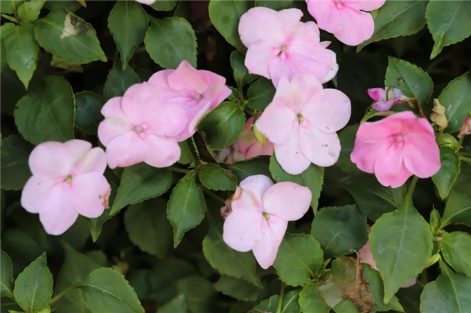 邯鄲首個“墻上花園”亮相，不但好看，還能降噪、除塵！ (10).jpg