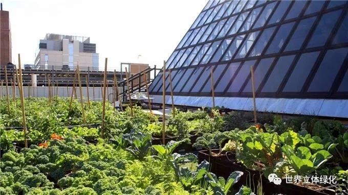 12波士頓醫(yī)療中心屋頂農(nóng)場 (2).jpg